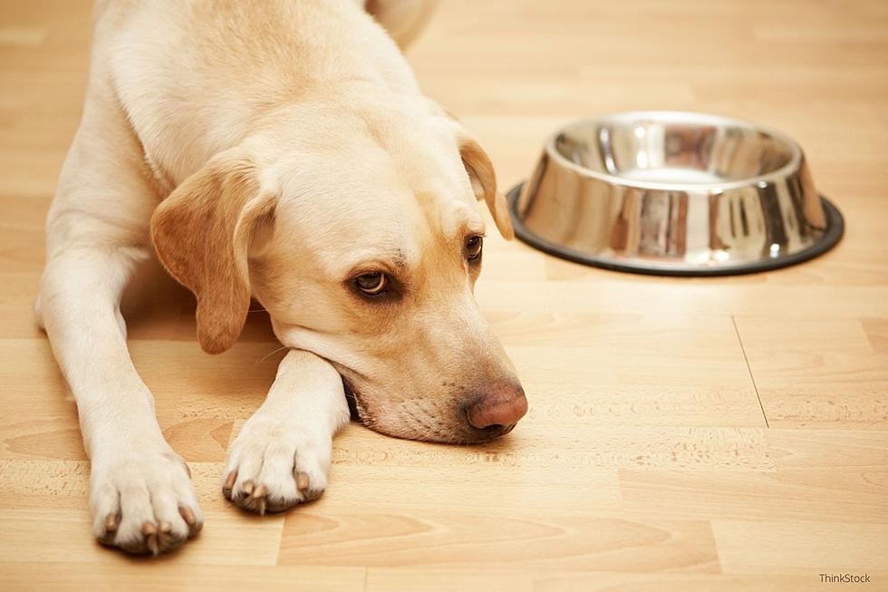 Huge Dog Food Recall Issued Throughout Minnesota, Iowa, and Wisconsin