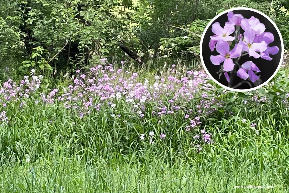 We Now Know What The Purple Flowers Are in Minnesota Ditches