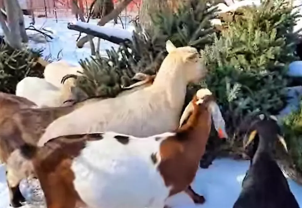 VIDEO: Minnesota Goats Are Ready To Eat Your Christmas Tree!