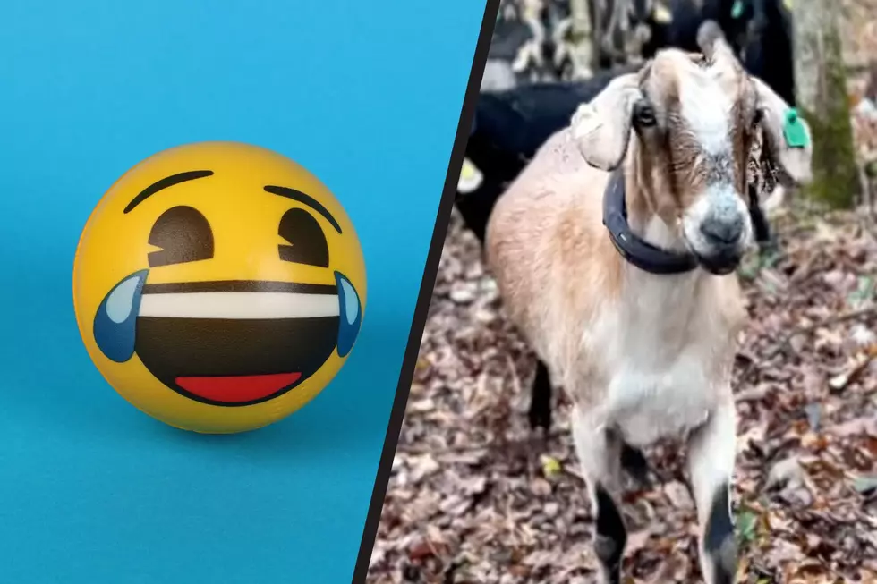 Minnesota Goats Now Famous Thanks to Rochester Park (VIDEO)