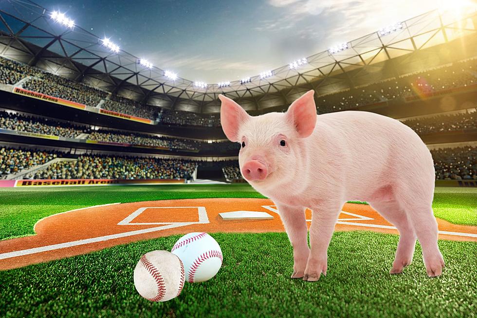 Two Famous Pigs You’ll See at a Minnesota Baseball Game (PHOTOS)