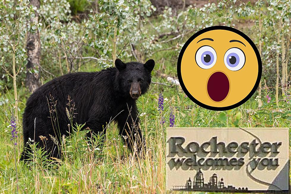 WARNING! Bear Just Spotted in Rochester, MN Neighborhood (Video)