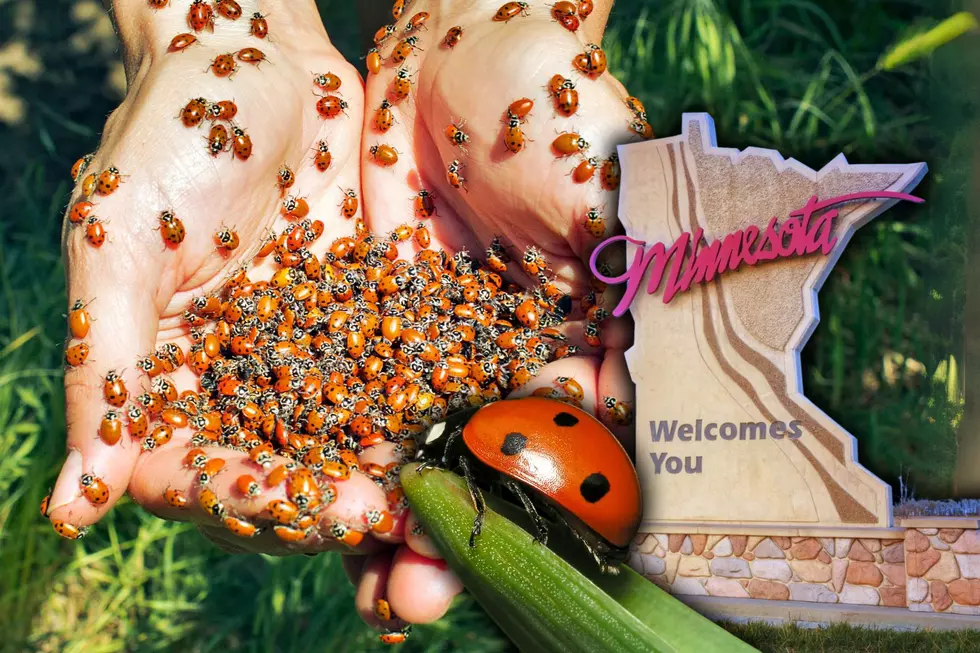 144,000 Ladybugs Being Released Inside Minnesota’s Mall of America