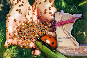 144,000 Ladybugs Being Released Inside A Popular Minnesota Business