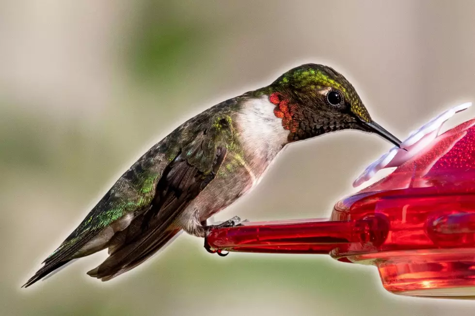 10 Super Easy Ways to Attract Hummingbirds in Minnesota