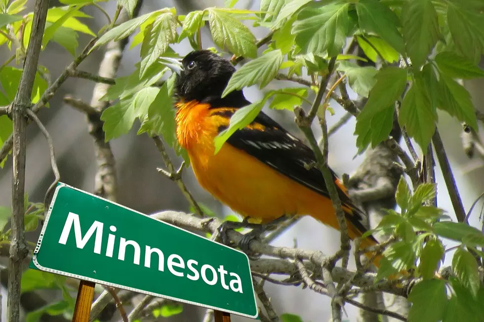 LOVE BIRDS? 4 Easy Tips To Attract Orioles In Minnesota