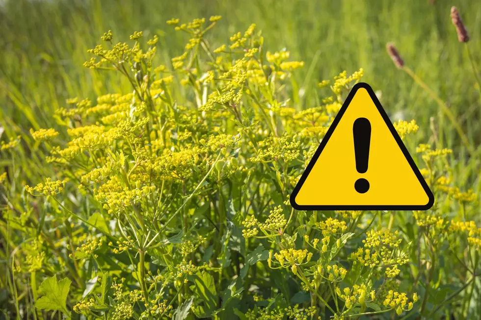 Watch Out For One of Minnesota’s Dangerous Summer Plants Lurking Outdoors!