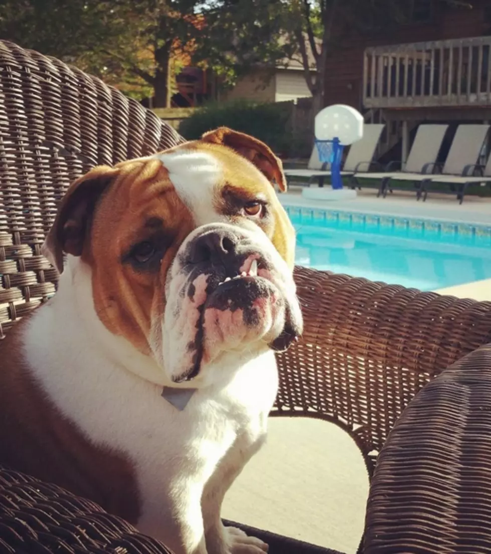 &#8216;Beats By Bulldog&#8217; is What You Need to Watch Today