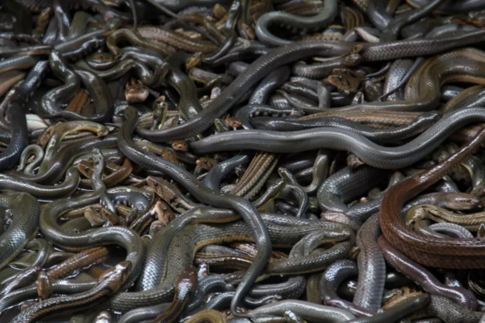 File This Under ‘Nope!’ Snakes Shutdown Classroom in SC
