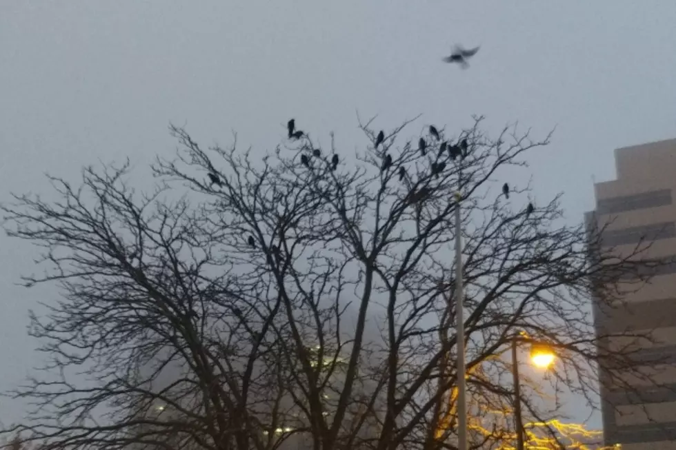 They’re Baaaack! The Crows Come Home To Rochester