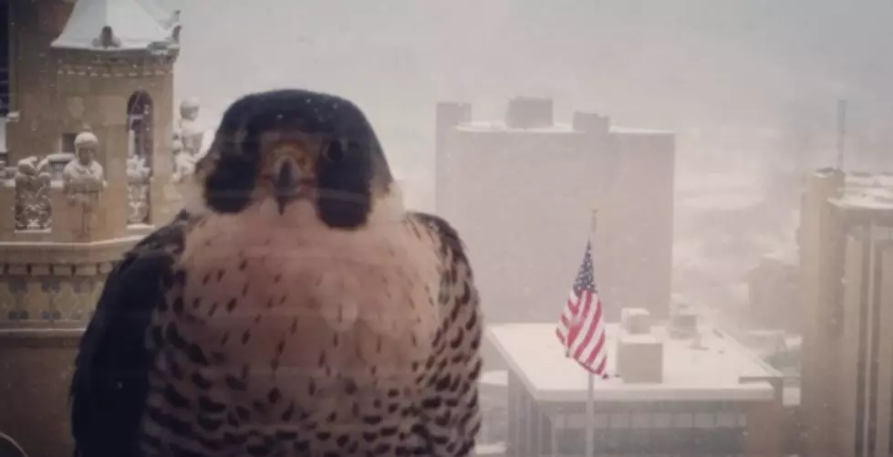 This Rochester Peregrine Falcon Has A Love Story And It’s Adorable