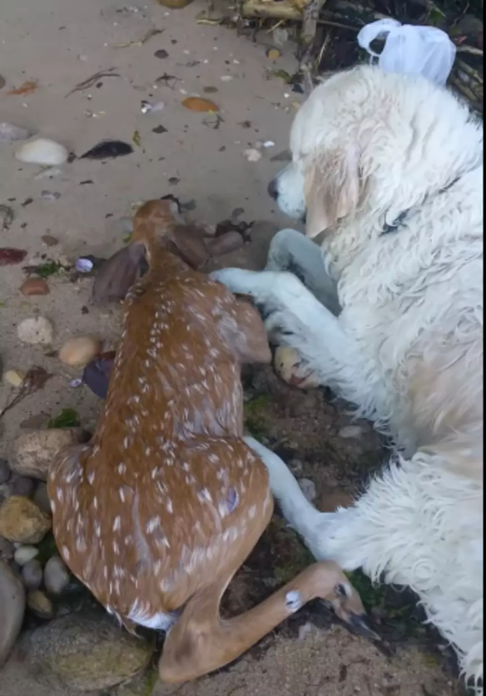 Amazing Video Shows Good Dog Rescuing Deer From Drowning
