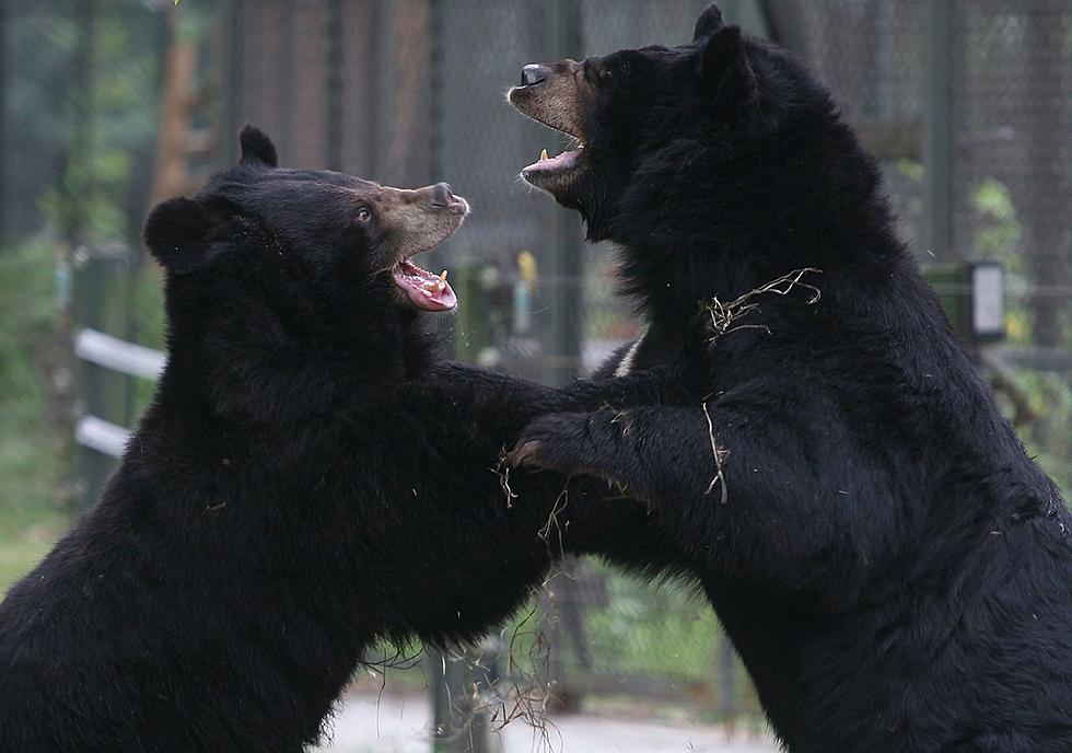 Two Minnesota Bear Attacks Injure Three