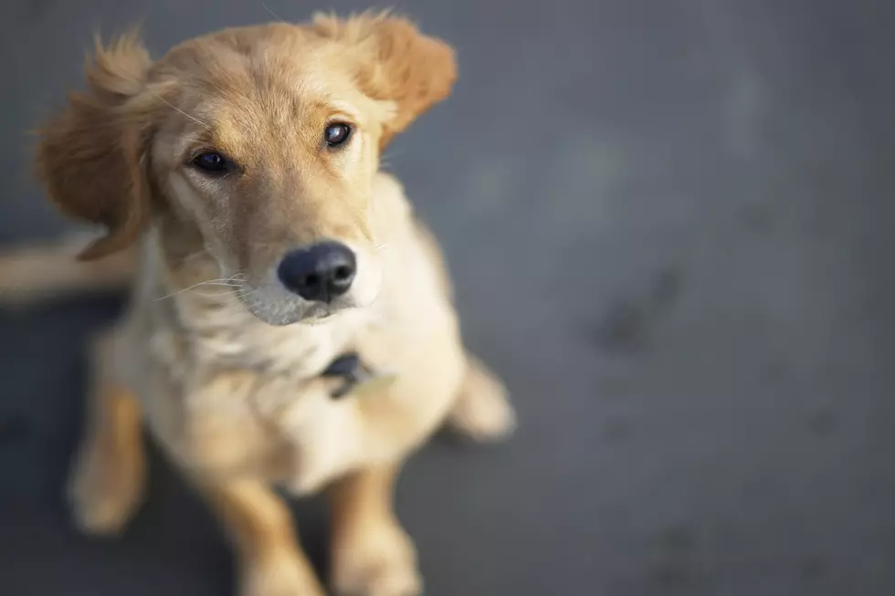 Several Dog Food Brands Recalled After Euthanasia Drug Found