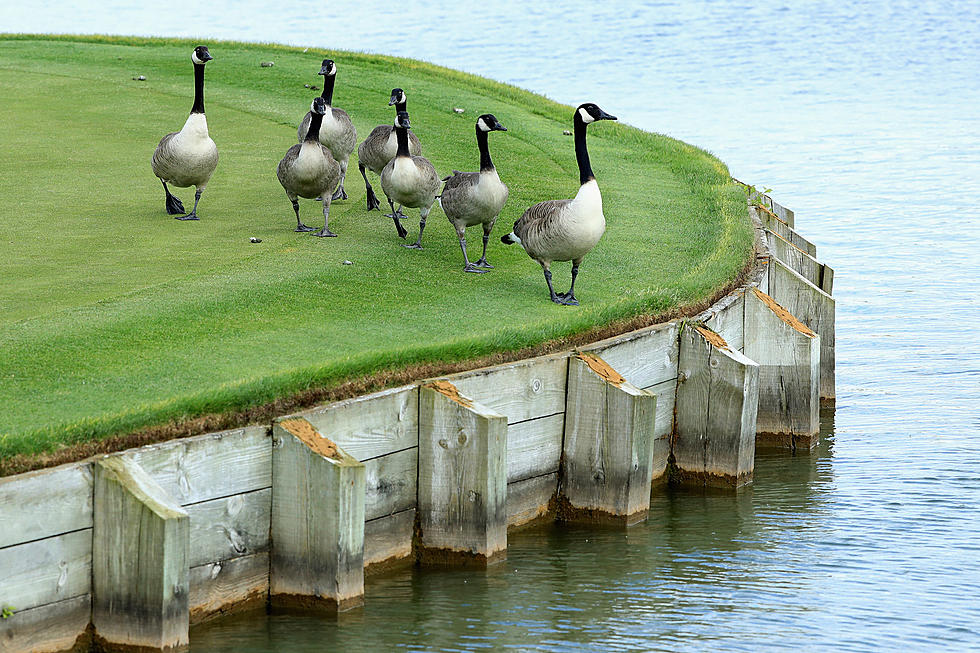 This Goose Attack Could Easily Happen In Southern Minnesota