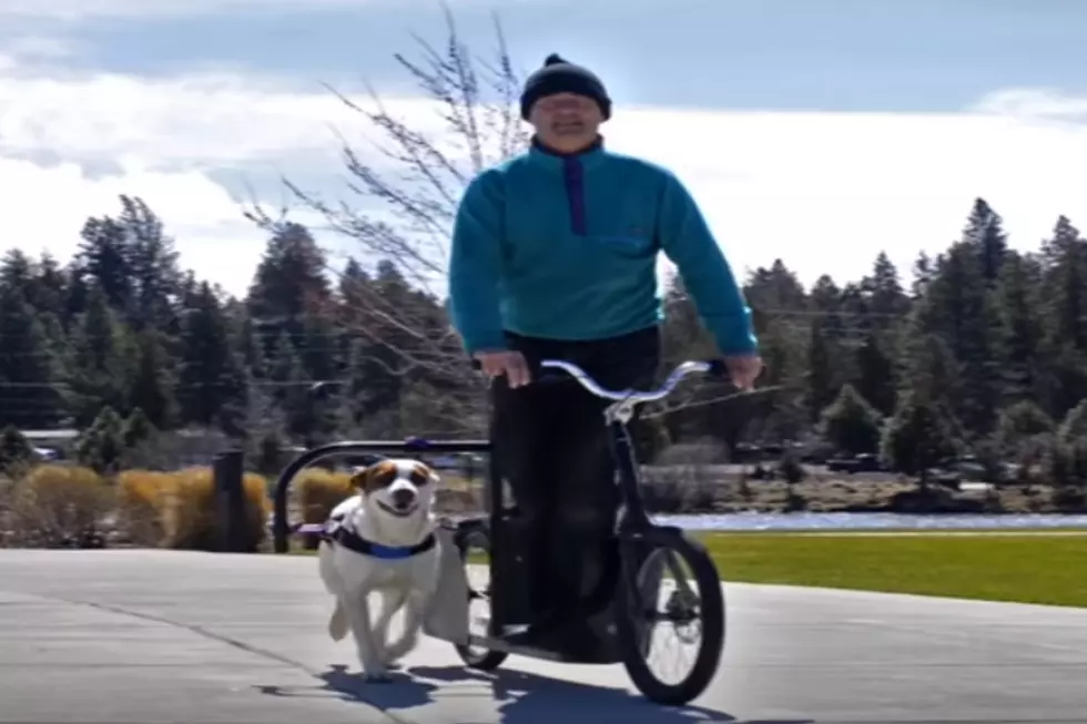 The Dog-Powered Scooter NEEDS To Come To SE Minnesota