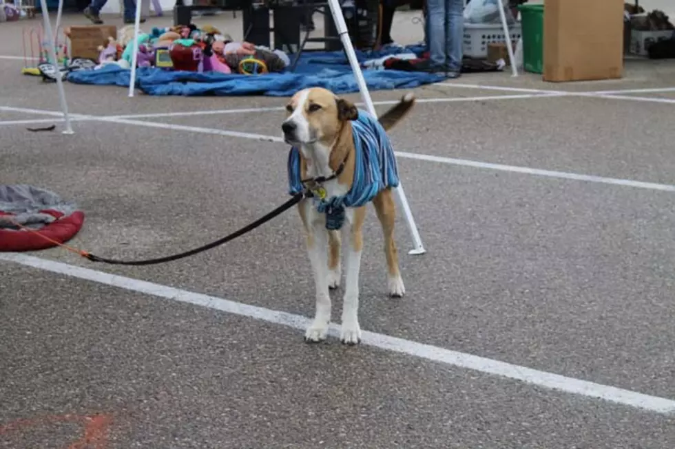 What To Do When You See A Service Dog Alone In Minnesota