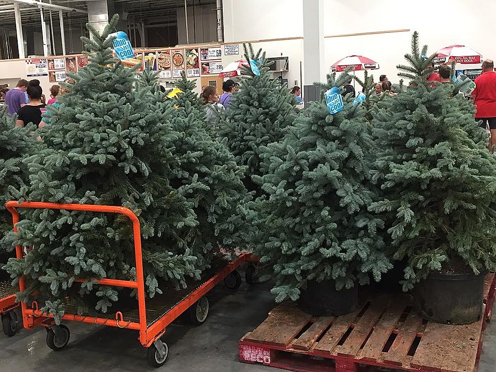 Is This Rochester Retailer Really Selling Christmas Trees Already?