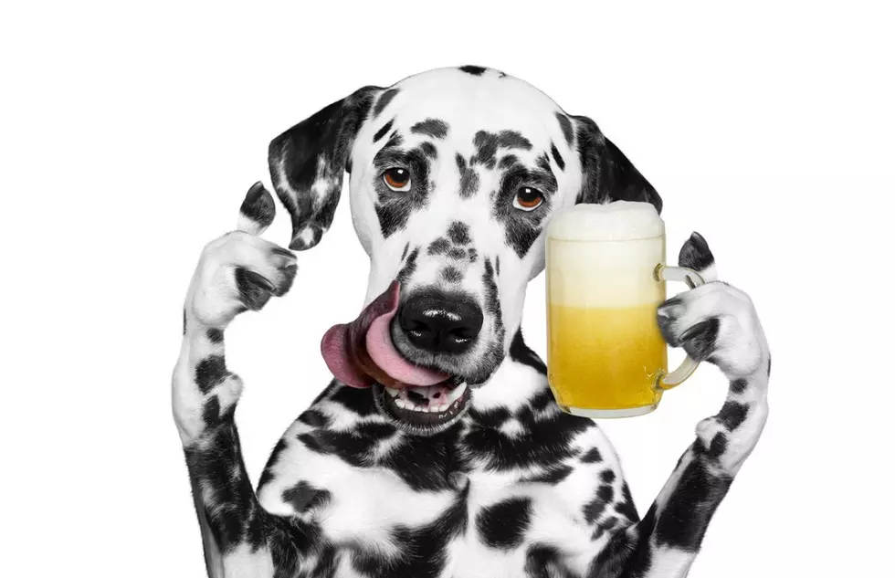 Your Dog Could Make $20K To Be Busch Beer&#8217;s Chief Tasting Officer