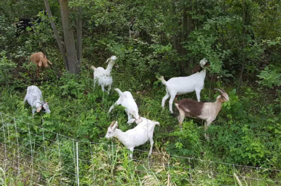 Why Are These Goats Roaming Northeast Rochester?