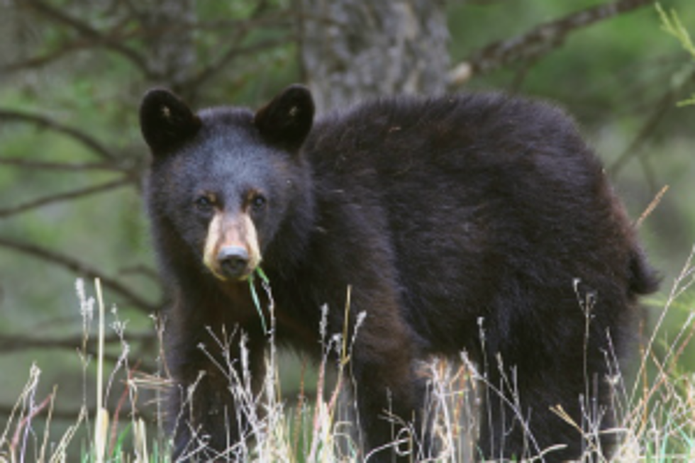 Faribault Couple Spots Bear Near Montgomery