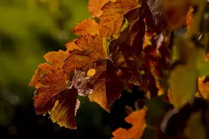 Minnesota Fall Foliage Finder
