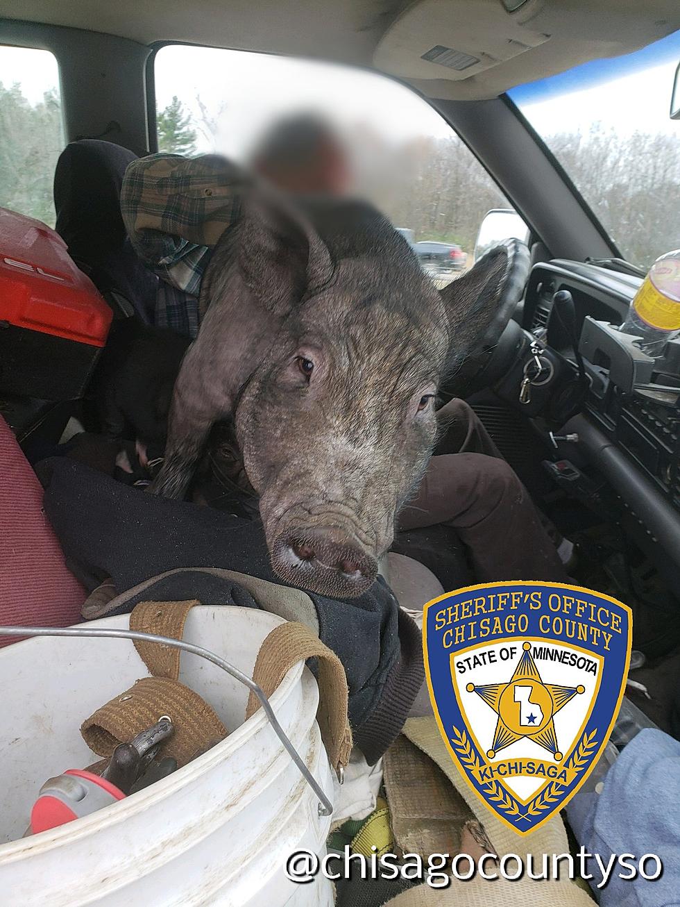 Minnesota Man Caught Driving With Huge Pig… On His Lap