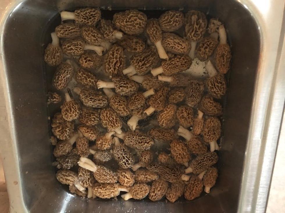 It’s Morel Mushroom Hunting Season in Southeast Minnesota