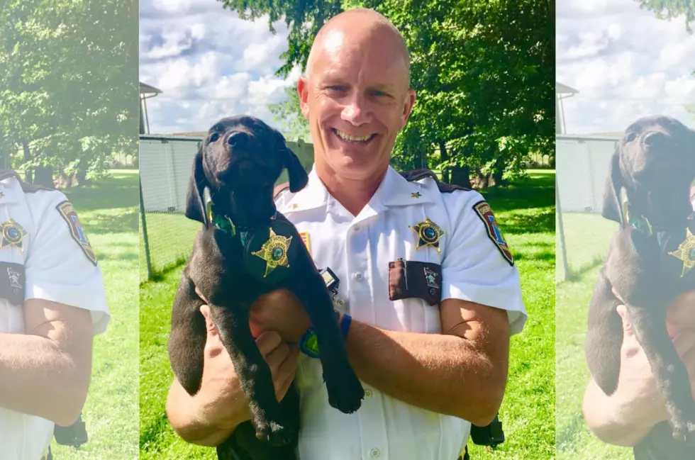 Olmsted County Sheriff’s Office Welcomes Newest Member, Hulk