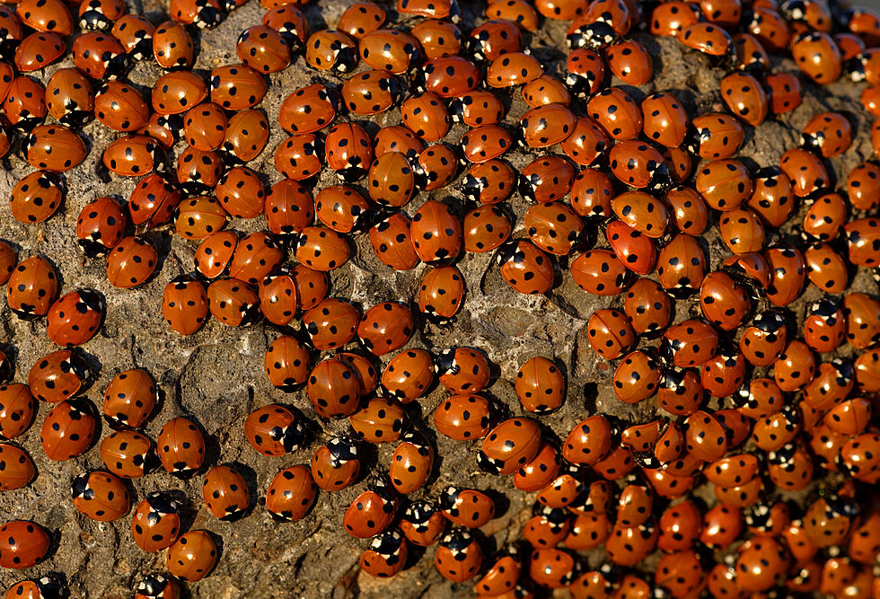 How to Naturally Get Rid of Ladybugs in Your Home