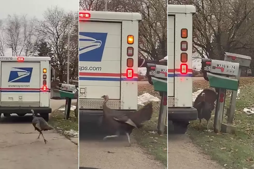 A Turkey Has Been Stalking a Wisconsin Mailman For a Month (WATCH)