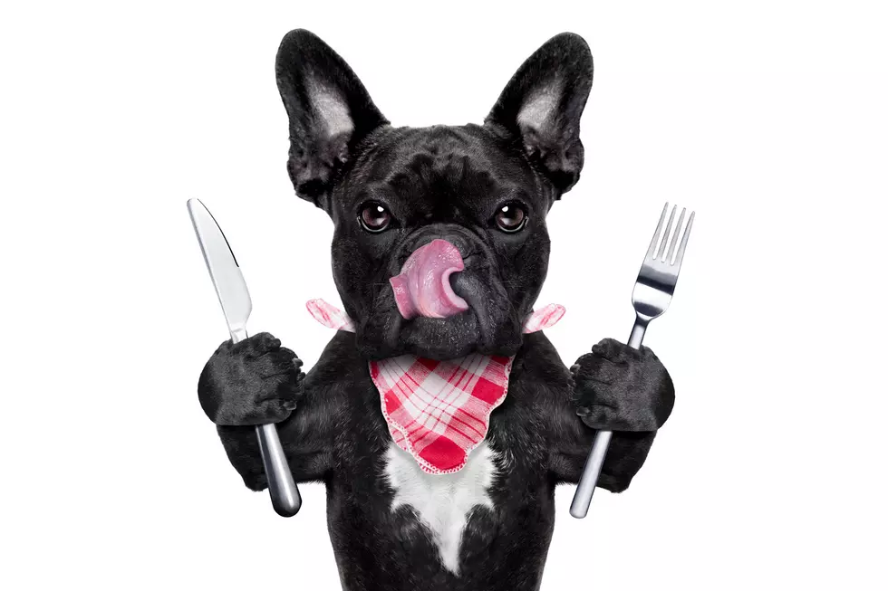 12 Table Scraps You Should Never Give Your Dog