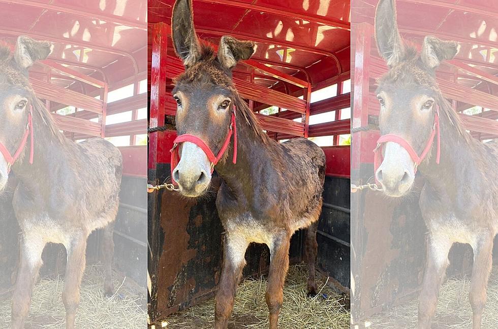 Floppy the Donkey With a Broken Ear is Looking for Her Forever Home
