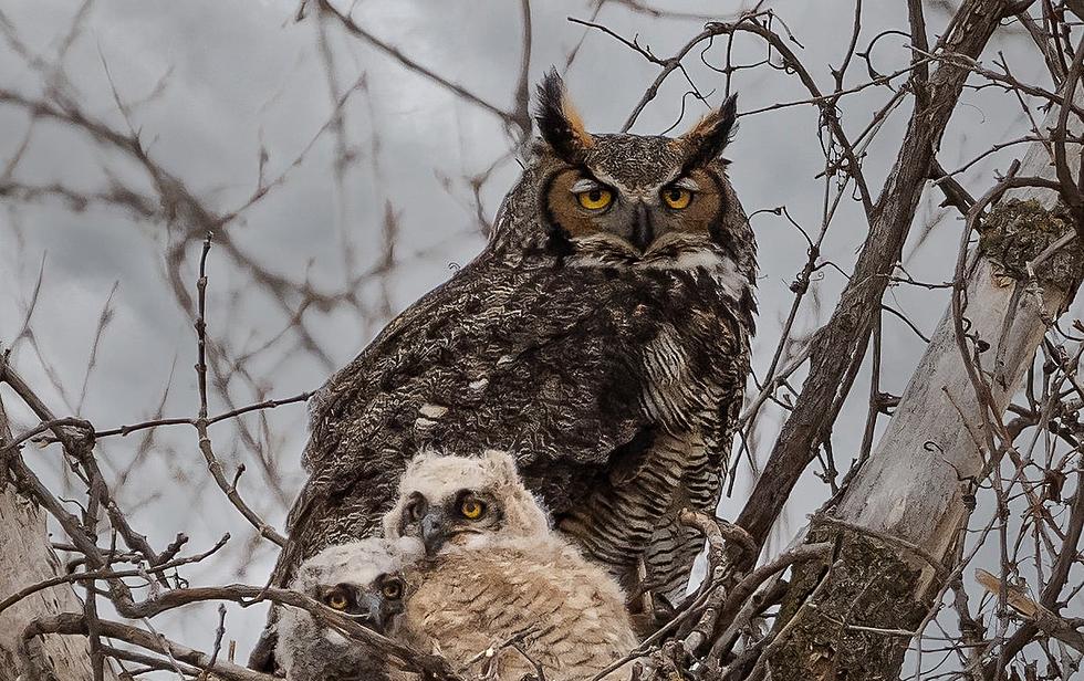What To Do and What Not To Do If You Want To See Rochester’s Great Horned Owl