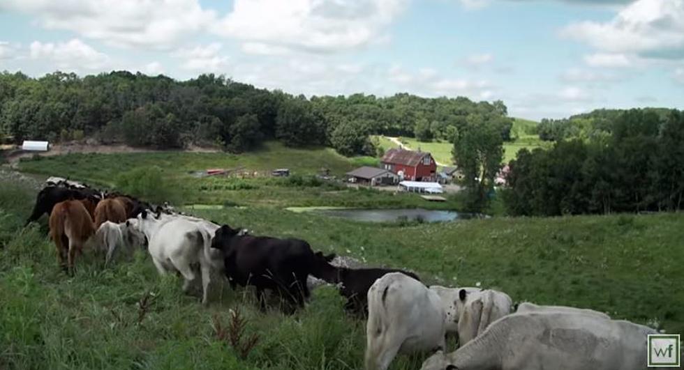 Take an Unforgettable Tour of a Burger Farm 90 Minutes from Rochester
