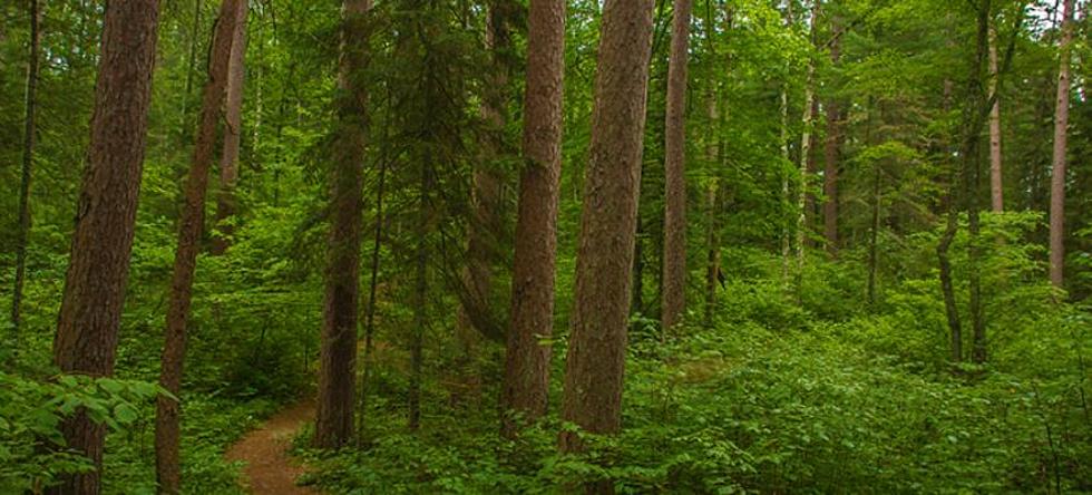 Minnesota Forest that Was Once Lost for 78 Years is an Incredible Wonder