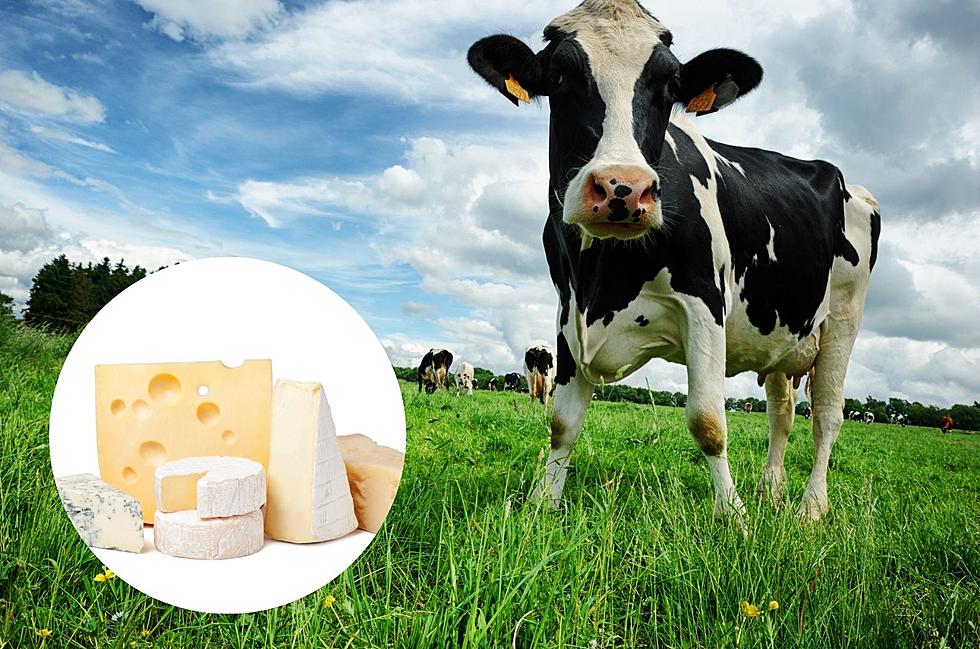 Did You Know There’s a Cheese Farm Just 30 Minutes from Rochester?