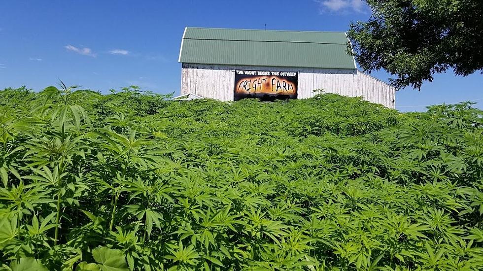 Unique Hemp Maze is a Must-Visit this Fall in Southeast Minnesota