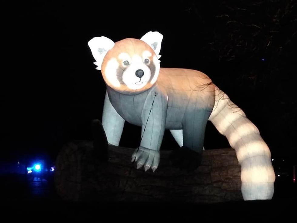 Enormous, Illuminated Animals Back at the Minnesota Zoo this Winter