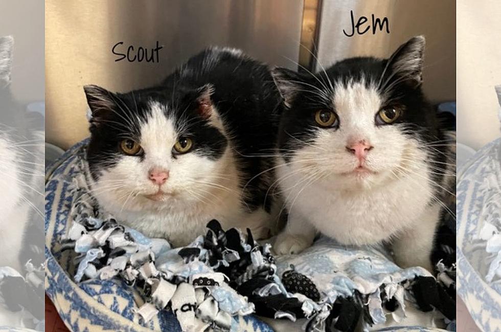 Two Rochester Cats in Unique Situation, Need a Special Home