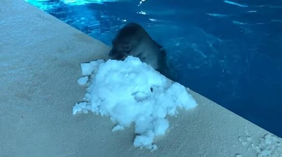 Hawaiian Monk Seal at Minnesota Zoo Has Hilarious Reaction to Snow