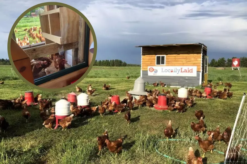 Spend the Night with Chickens at Unique Minnesota Airbnb