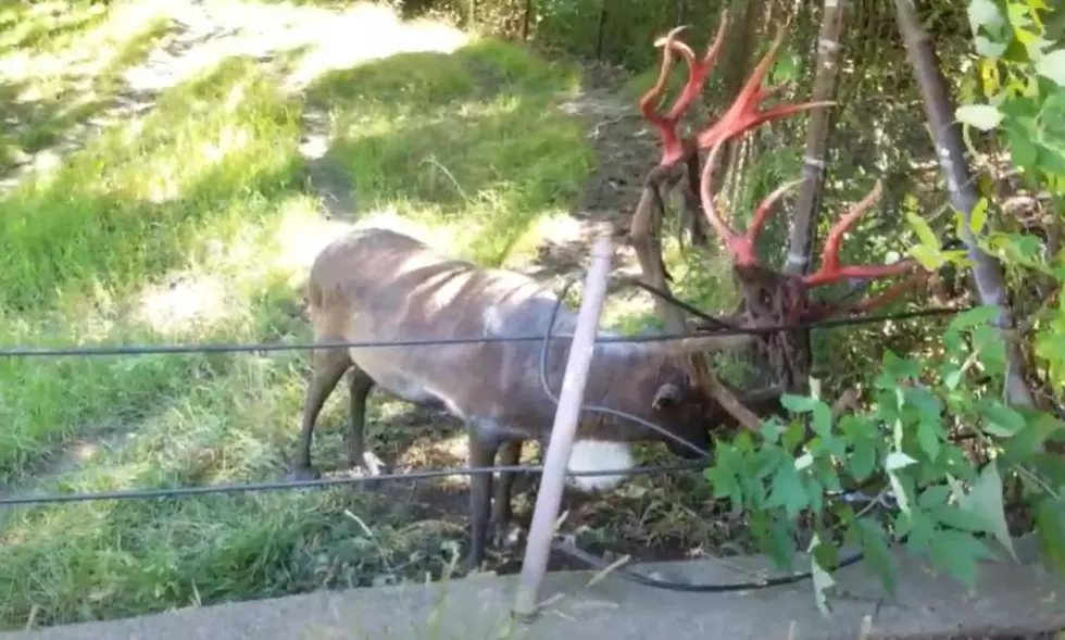 What&#8217;s Happening to the Caribou at the Minnesota Zoo?
