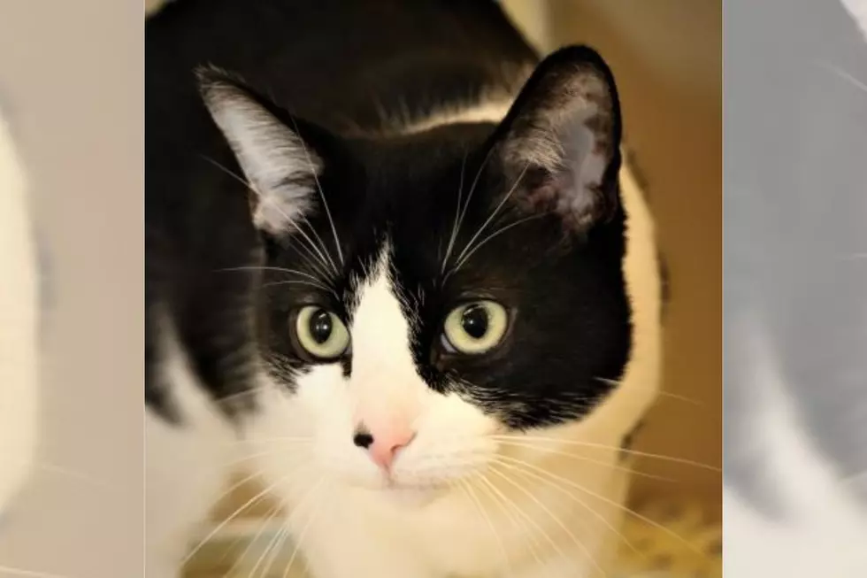 Rochester Cat Has Been Looking for a Special Home for Over a Year