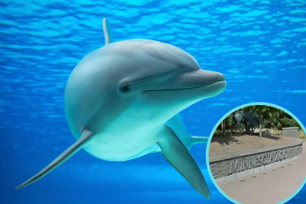 Adorable Dolphins are Back at the Minnesota Zoo