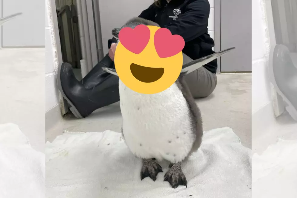 Minnesota Zoo Welcomes a New, Adorable Baby Penguin to the Family
