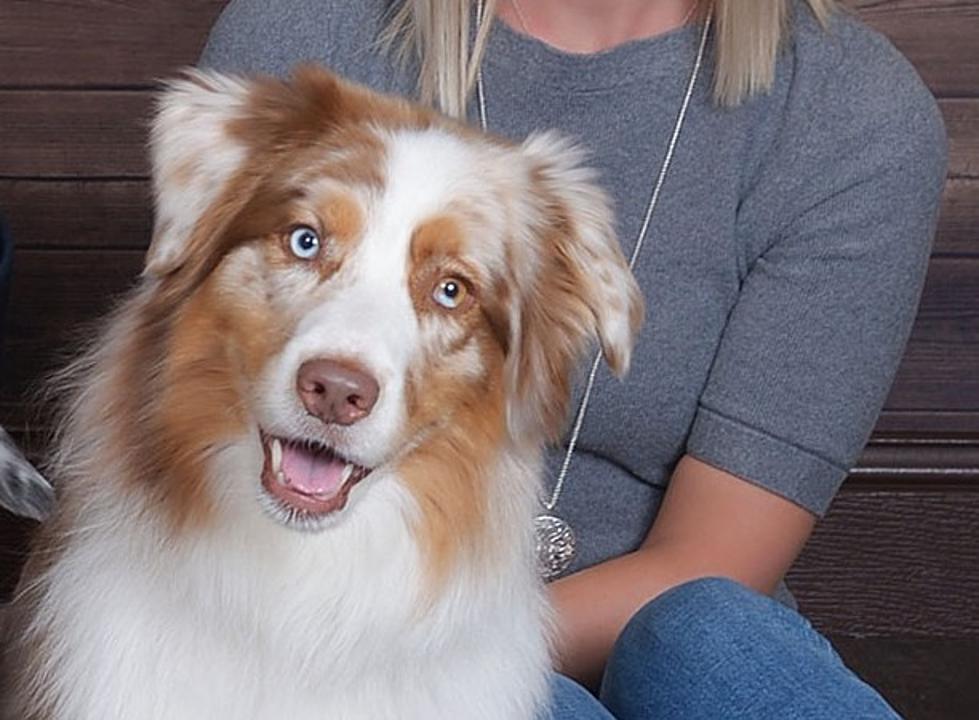 Minnesota Dog Named 2023’s ‘Pet of the Year’