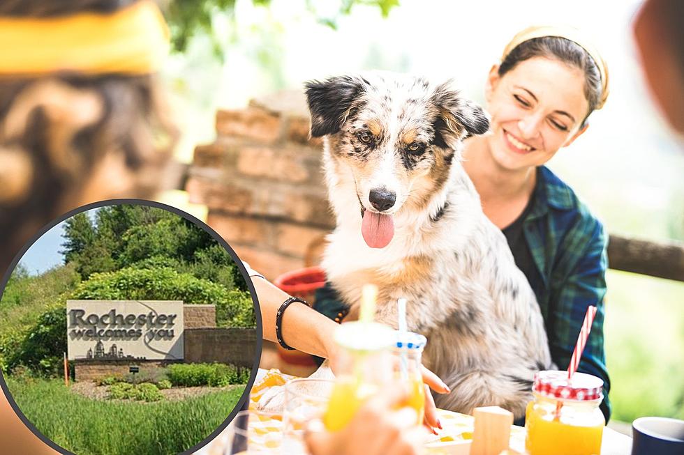 18 Rochester, MN Restaurants with Dog-Friendly Patios