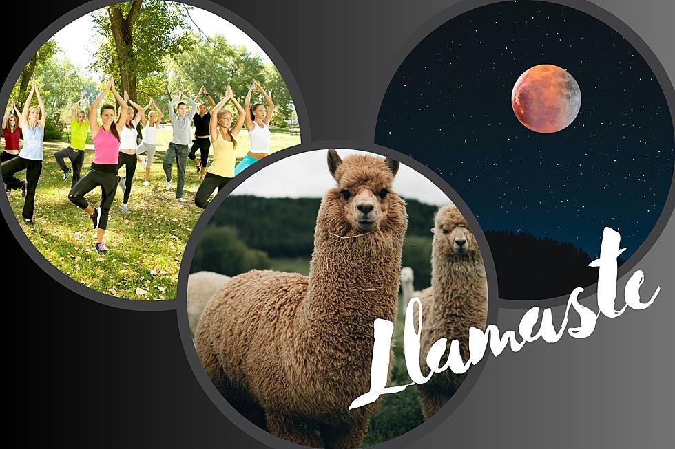 One Time Only Moonlight Yoga with Llamas at Minnesota Farm