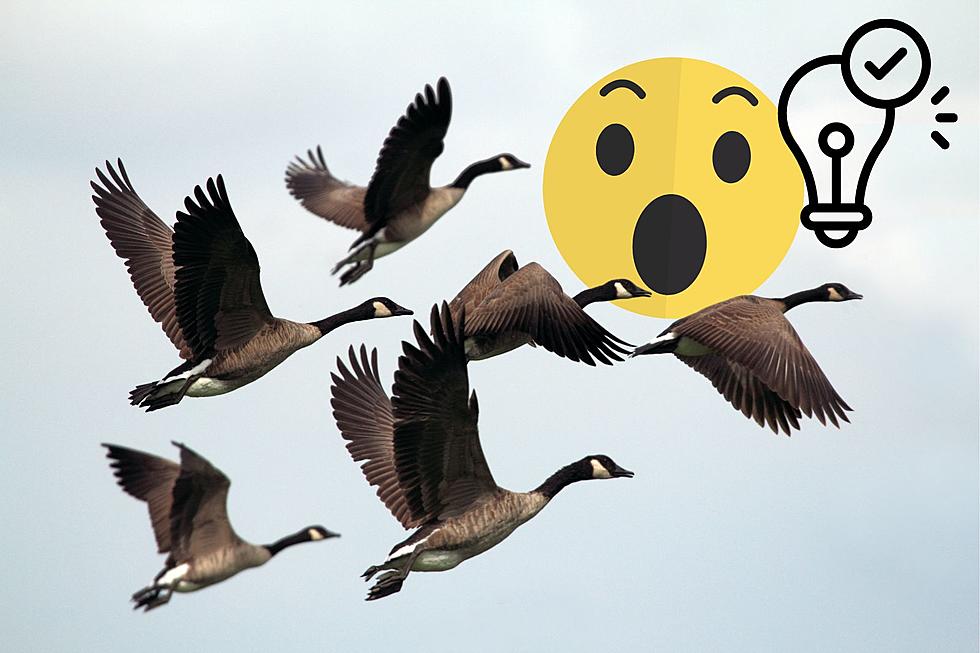 Surprising Reason Why We See More Geese in Minnesota Now Through July